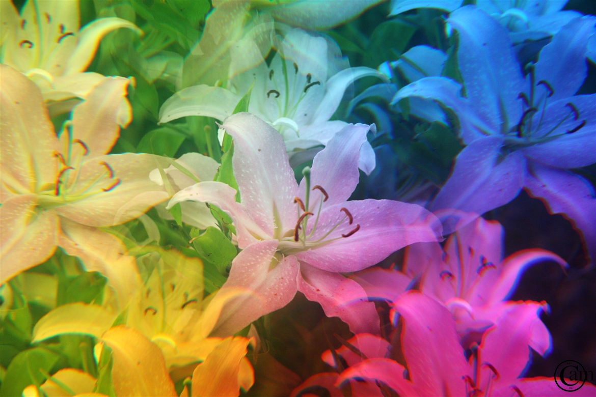 6.8.2010-blume (3)